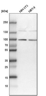 COLGALT2 Antibody in Western Blot (WB)