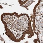 Adenylate Kinase 9 Polyclonal Antibody