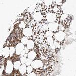 NFAM1 Antibody in Immunohistochemistry (Paraffin) (IHC (P))