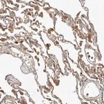 NFAM1 Antibody in Immunohistochemistry (Paraffin) (IHC (P))