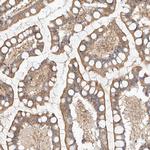 NFAM1 Antibody in Immunohistochemistry (Paraffin) (IHC (P))