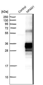 NFAM1 Antibody in Western Blot (WB)