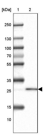 REEP2 Antibody in Western Blot (WB)