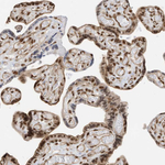 AURKAIP1 Antibody in Immunohistochemistry (Paraffin) (IHC (P))