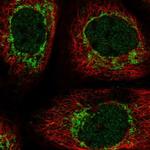 C6orf57 Polyclonal Antibody