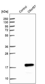 C6orf57 Antibody in Western Blot (WB)