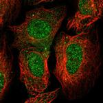 C2orf42 Polyclonal Antibody