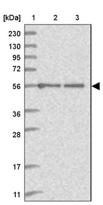 C2orf42 Antibody in Western Blot (WB)