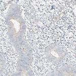 C2orf42 Antibody in Immunohistochemistry (IHC)