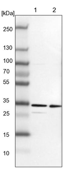 TXNDC9 Antibody in Western Blot (WB)