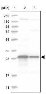 TXNDC9 Antibody in Western Blot (WB)