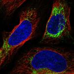 NLN Polyclonal Antibody