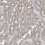 NLN Antibody in Immunohistochemistry (Paraffin) (IHC (P))