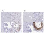DPEP3 Polyclonal Antibody