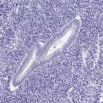 DPEP3 Antibody in Immunohistochemistry (IHC)