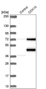 COX10 Antibody in Western Blot (WB)