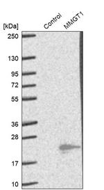 MMGT1 Antibody in Western Blot (WB)