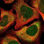 CLNS1A Antibody in Immunocytochemistry (ICC/IF)