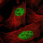 SF3A3 Polyclonal Antibody