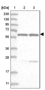 SF3A3 Antibody in Western Blot (WB)