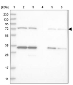 LSS Antibody in Western Blot (WB)