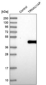 TRSPAP1 Antibody in Western Blot (WB)