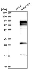 GPATCH3 Antibody in Western Blot (WB)