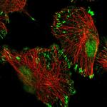 TATDN3 Polyclonal Antibody