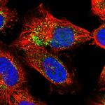 EXOC2 Polyclonal Antibody