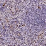 Kazrin Antibody in Immunohistochemistry (Paraffin) (IHC (P))