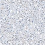 FAM161A Antibody in Immunohistochemistry (Paraffin) (IHC (P))