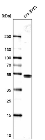 LDB1 Antibody in Western Blot (WB)