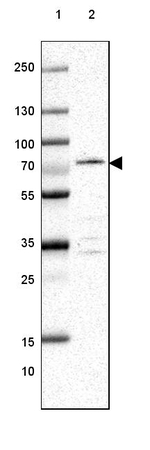 EFHC2 Antibody in Western Blot (WB)