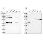 PLEKHA3 Antibody in Western Blot (WB)