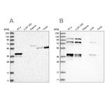 PLEKHA3 Antibody in Western Blot (WB)