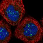 PPP1R7 Polyclonal Antibody