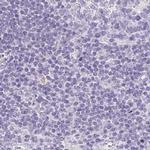 CTRL Antibody in Immunohistochemistry (IHC)