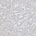 CTRL Antibody in Immunohistochemistry (IHC)