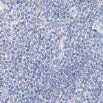 CTRL Antibody in Immunohistochemistry (IHC)