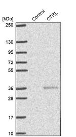CTRL Antibody in Western Blot (WB)
