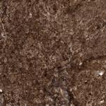 MAPK1IP1L Antibody in Immunohistochemistry (Paraffin) (IHC (P))