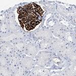 PTPRO Antibody in Immunohistochemistry (IHC)
