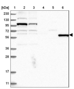 MSL3 Antibody in Western Blot (WB)