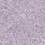 RNF186 Antibody in Immunohistochemistry (IHC)
