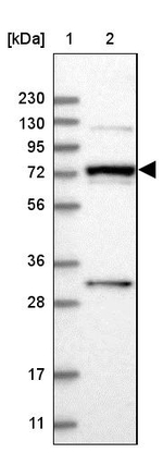 MAN1A2 Antibody in Western Blot (WB)