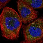 KCC3 Polyclonal Antibody