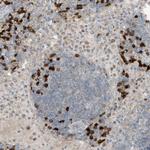 KCC3 Antibody in Immunohistochemistry (Paraffin) (IHC (P))