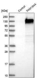 FAM184A Antibody in Western Blot (WB)