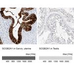 Mammaglobin B Antibody