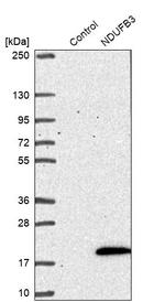 NDUFB3 Antibody in Western Blot (WB)